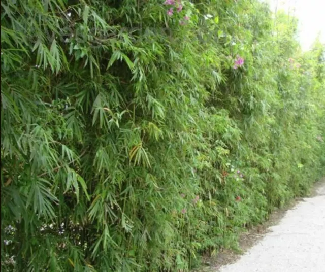 5 x Slender Weavers Gracilis Bamboo Plants. Screening, hedge. NSW QLD VIC SA 3