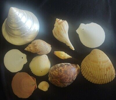 Lot Of Beautiful Unusual Genuine Sea Shells cowrie beach decor