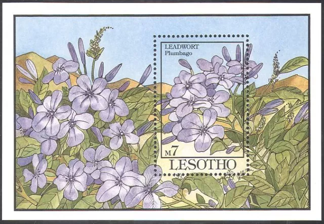 Lesotho 1993 Leadwort/Plumbago/Flowers/Plants/Flora/Nature 1v m/s (s5536)