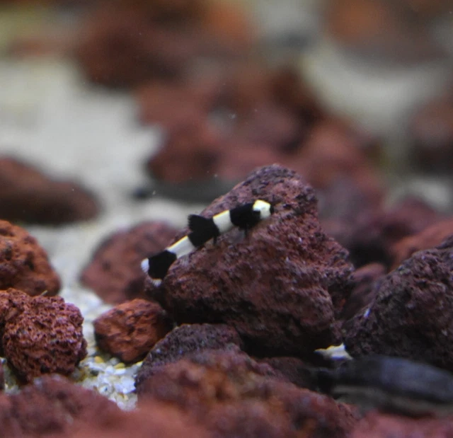 Live Panda Loach (Pack of 3 Rare Nano Freshwater Aquarium Fish) *PLS READ DESCR* 2