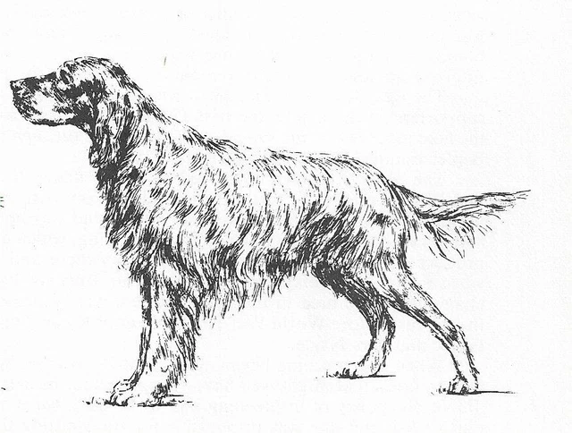 Gordon Setter #2 - CUSTOM MATTED - 1963 Vintage Dog Art Print 0507 CLD