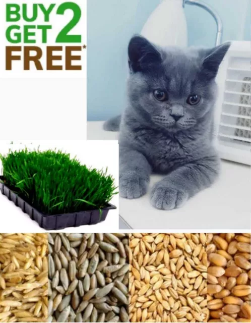 500 Organic Cat Oat Wheat Barley Rye Grass  ~ BUY 2 GET 2 FREE /BUY3 GET 4 FREE