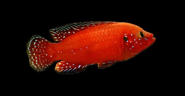 5 juvenile Turkana Jewel Cichlid - 1"-1.5"+ Rare