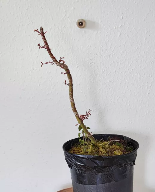 Bonsai Ahorn Acer Palmatum Mit Kleine Birke Dazu