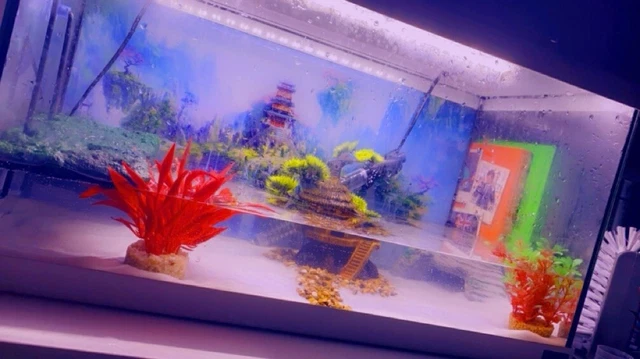 Fish Tank