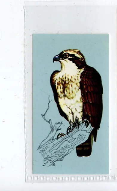 (Jd4263) TETLEY,BRITISH BIRDS,OSPREY,1970,#47