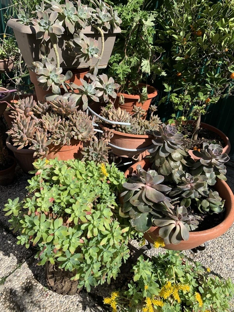 Piante grasse succulente Mix con Cover vaso 10,5 cm acquista da OBI