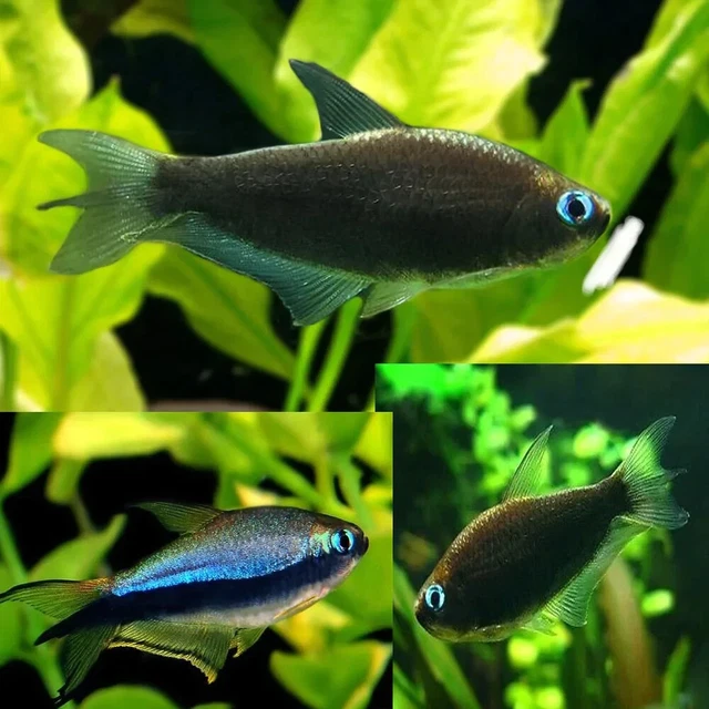 Group of 6+2 Live Jet Black Emperor Tetras Freshwater Tropical Fish Premium A+++