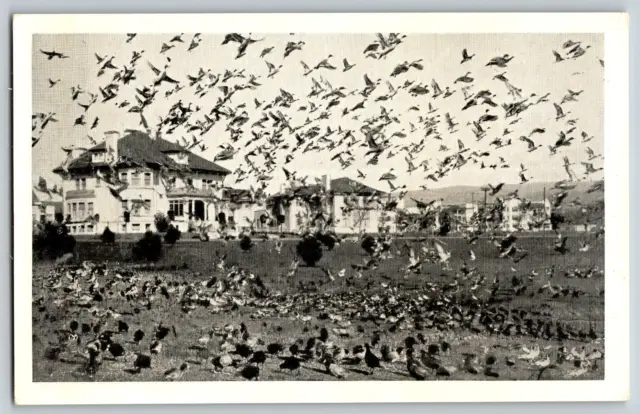Oakland, California - Wild Ducks at Lake Merrit - Vintage Postcard, Unposted