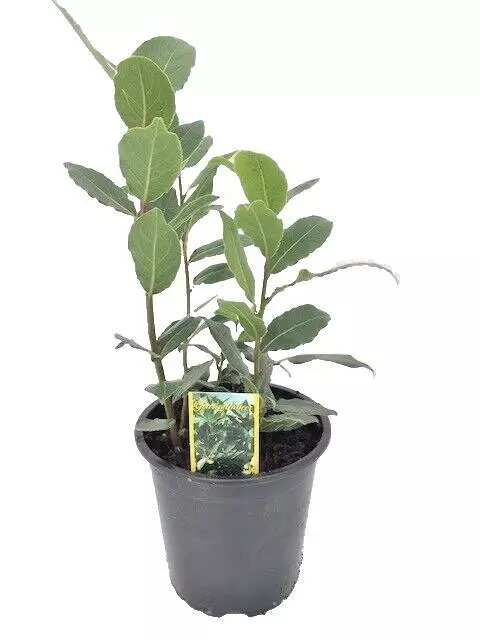 Gewürz Lorbeer Pflanze - Laurus Nobilis - Frische Pflanze im 11cm Topf