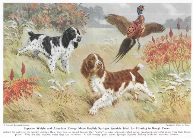 English Springer Spaniel - CUSTOM MATTED - 1947 Vintage Color Dog Art Print