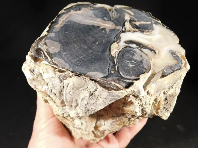 BIG! Highly Agatized BLUE Forest Polished Petrified WOOD Fossil Wyoming! 2585gr