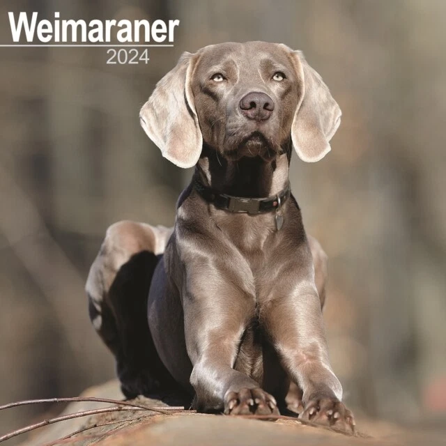WEIMARANER CALENDAR 2024 Square Dog Breed Wall Calendar 16 Month