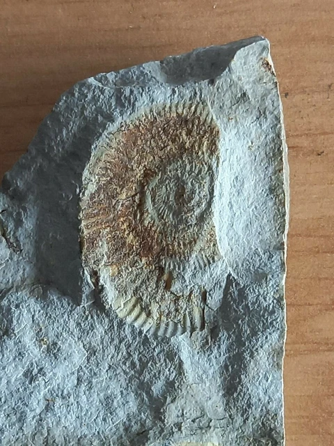 Spécimen Ammonite Fossile Escargot – Pierre Naturelle Minéral Authentique, Style Rétro Collection Décoration