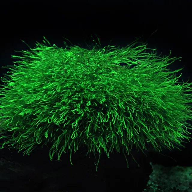 Java Moss Carpeting Aquatic Plant BUY2GET1 FREE Fish Tank Aquarium Plants