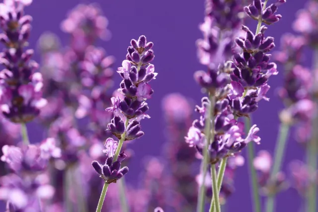 20.000 Samen Echter Lavendel Lavandula angustifolia Duftlavendel XXL Großpackung