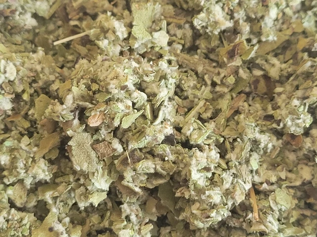 Coltsfoot - Planta de humo orgánico hierba seca - Tussilago farfara ELIGE 0,5 - 4 oz