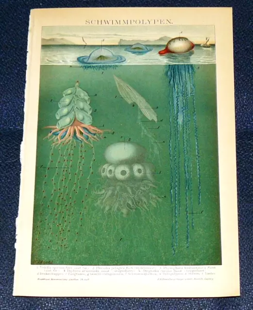 SCHWIMMPOLYPEN Quallen Röhrenquallen Segelquallen Lithographie & Artikel  1895