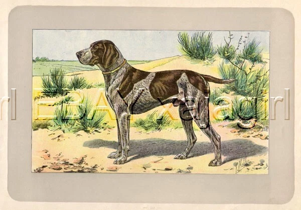 DOG German Shorthair Pointer, Rare Antique 100-Year-Old French Dog Print