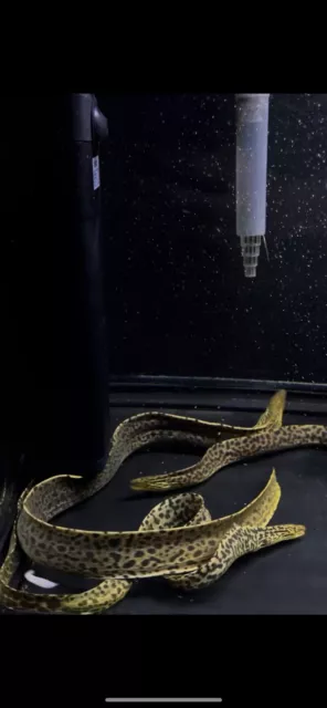 14-16in Tiger Moray Live Eels Fish FRESHWATER (Gymnothorax Polyuranodon)