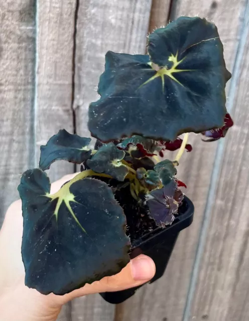 Begonia Dark Mambo - Rare Indoor Outdoor Plant - Houseplant