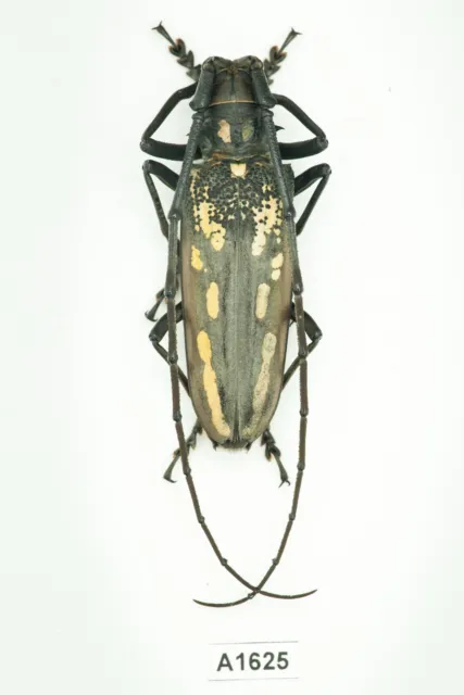 BEETLE, INSECT - A1625. Cerambycidae: Batocera sp. - VIETNAM