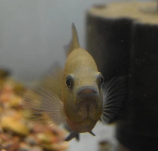 Live Trimac Cichlid (5-6" Rare Tropical Freshwater Aquarium Fish) PLS READ DESC 5