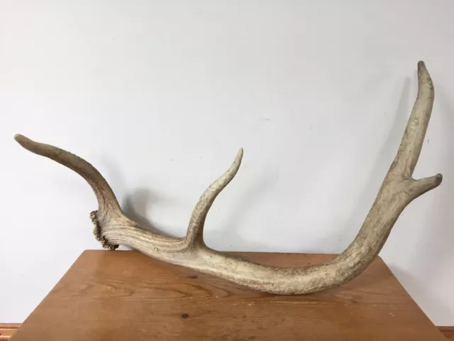 Vintage Unmounted Cleaned 4 Point Deer Buck Antler Farmhouse Hunter Decor 20"