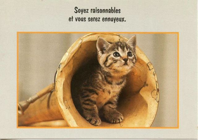 Cpsm / Carte Postale / Chat / Cat // Photo Explorer Texte Jl  Aubert