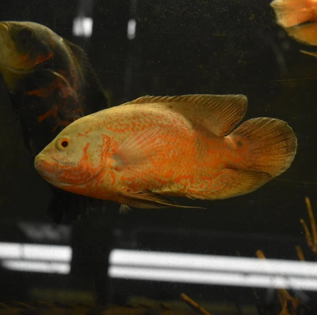 Live Albino Ruby Oscar Cichlid (6-7" Large Freshwater Aquarium Fish)