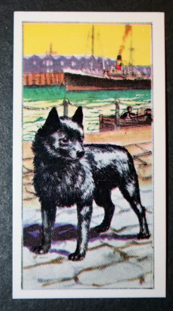 SCHIPPERKE   Belgian Barge Dog   Vintage 1970's Illustrated Card  SC10
