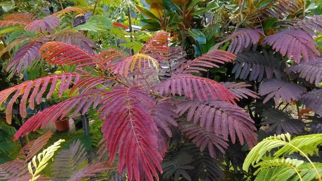 Albizia Summer Chocolate Purple Mimosa Tree Seeds