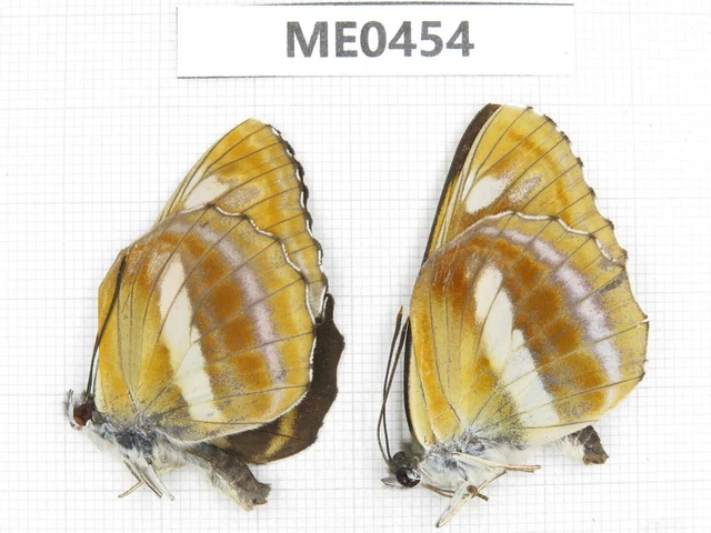 Butterfly. Neptis beroe. S part of Shaanxi, Ankang, Ningshan county. 2M. ME0454.