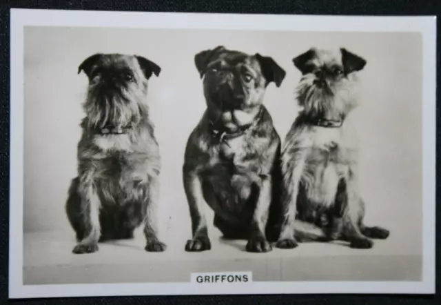 GRIFFON BRUXELLOIS  Vintage 1930's Photo Card