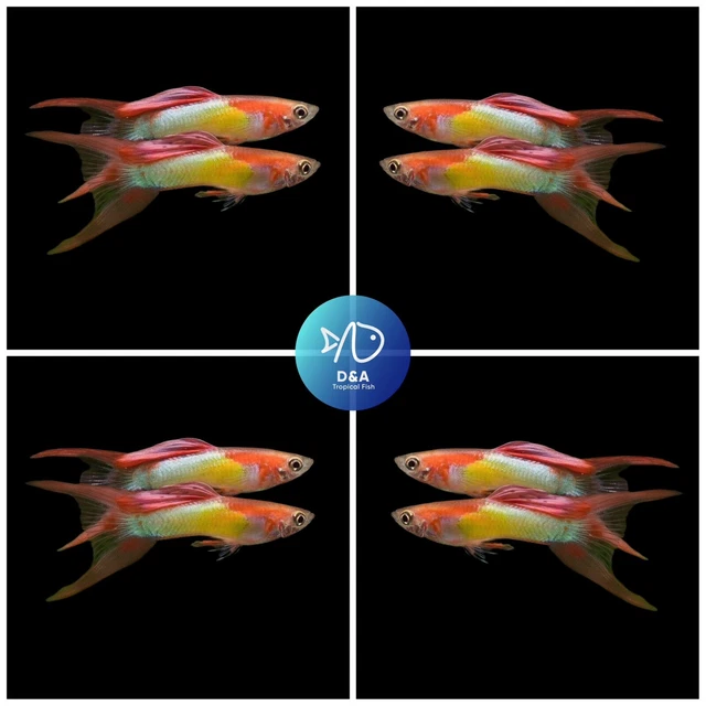 1 Trio- Japan Blue Red Double Swordtail- Live Guppy Fish High Quality-USA Seller