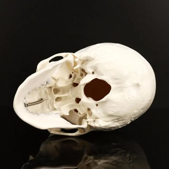 Life Size Human Anatomical Anatomy Resin Head Bone Skull Teaching Model R2W νж 3