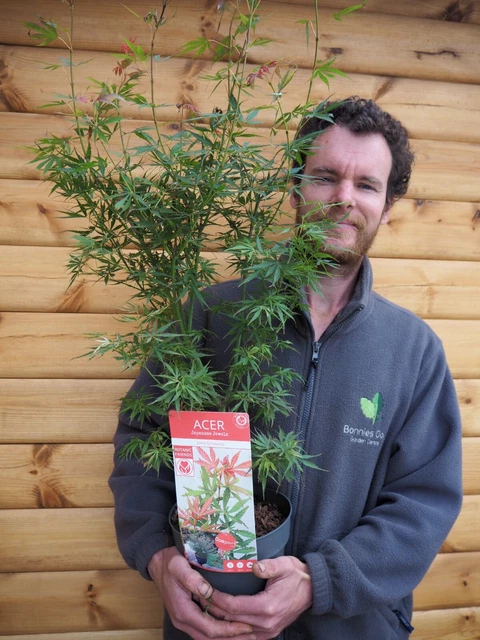 Acer Palmatum 'Bloodgood' | Acer Palmatum 'Bloodgood' - Van Den Berk Nurseries