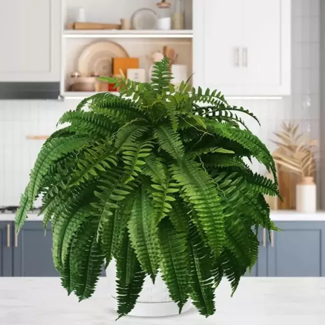 Plantas colgantes de pared hoja persa artificial vid helechos falsos plano de seda D9D9