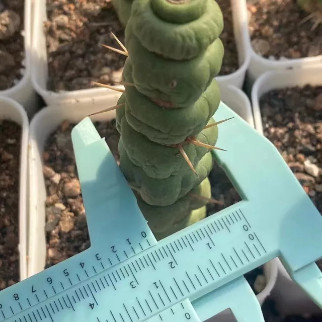 Rare Succulent Live Plant Eulychnia castanea fa. varispiralis  Boutique Garden