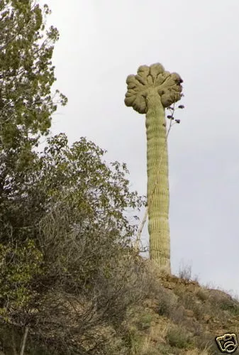 10 Carnegiea gigantea CREST CRISTATE CRESTED P24 cactus saguaro semi