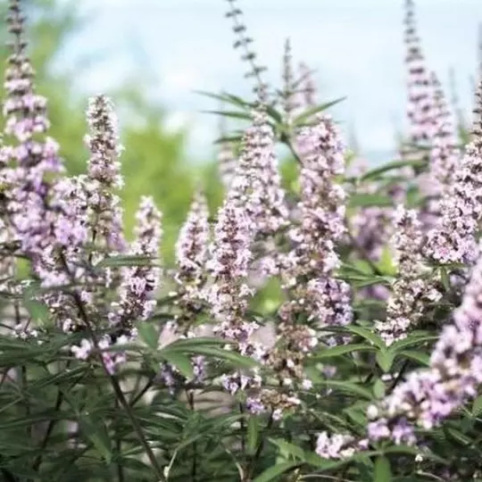 Vitex agnus-castus,L’arbre au poivre,Graines de Vitex agnus-castus,non traite