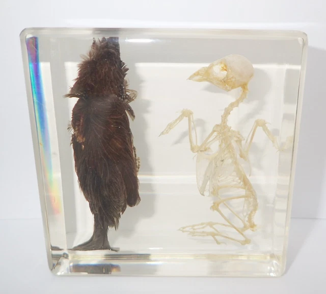 BIRD and BIRD SKELETON Set in Clear Lucite Block Teaching Specimen T341