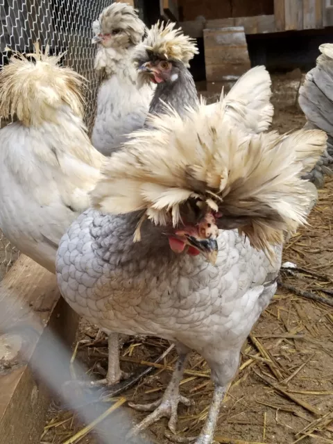 5+ Hatching Eggs White Crested Polish Black, Blue & Splash Chickens