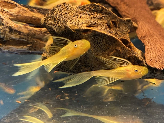 LONGFIN BLUE EYE LEMON YELLOW Bristlenose Pleco 1 inch+ (4 Pack)-2 B-LINES SALE!