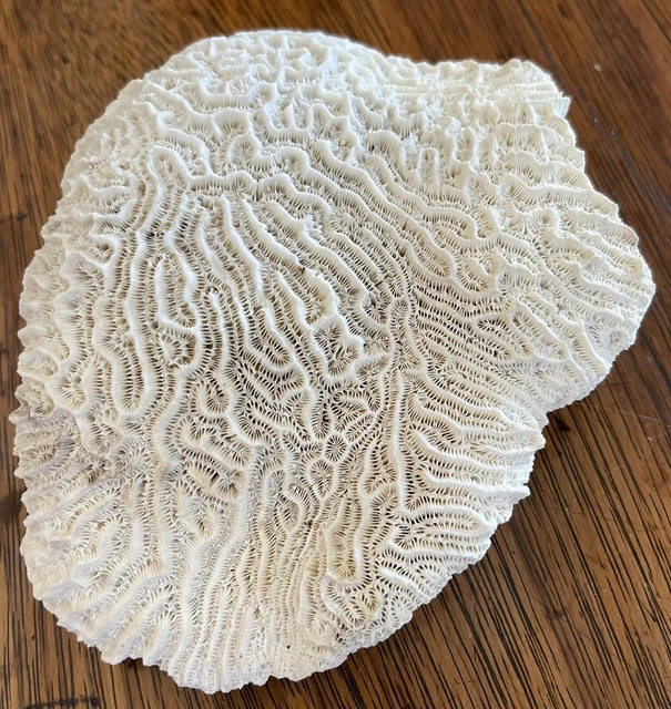 Natural White Brain Coral, 1 lb, 6” across Natural White Brain Coral, 1 lb, 6” across