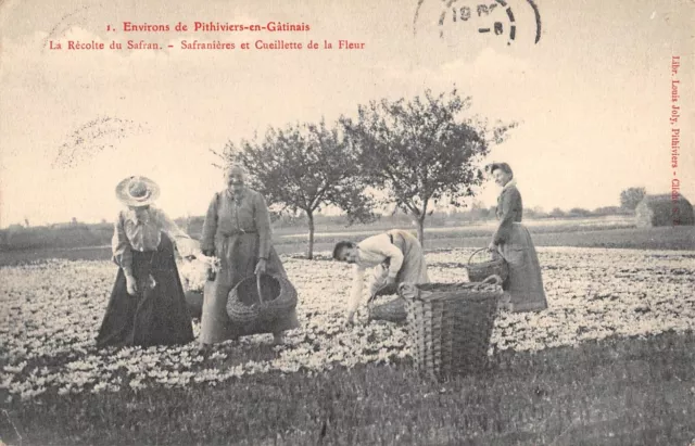 Cpa 45 Environs De Pithiviers En Gatinais / La Recolte Du Safran / Safranieres E