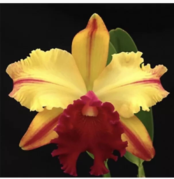 Cattleya Toshie Aoki Pizzaz X violacea ‘Muse’ Fragrant Orchid Hybrid 4” POT