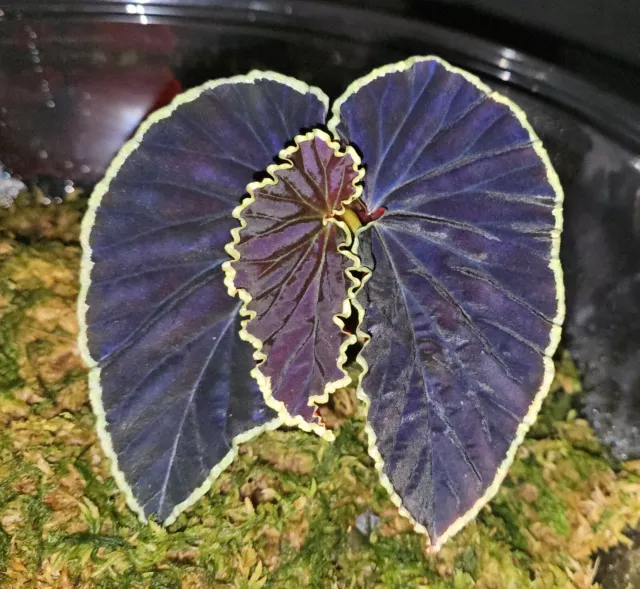 Begonia darthvaderiana - Rare terrarium, greenhouse plant