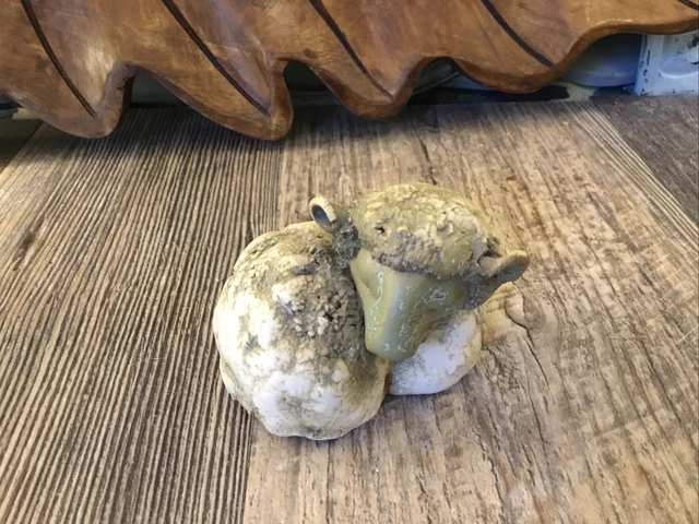 Vintage Ceramic Sheep Courtmacsherry Ceramics Handmade in Ireland Farmhouse