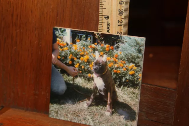 Vintage 1970's Photo Boxer Bulldog Dog Puppy Photo